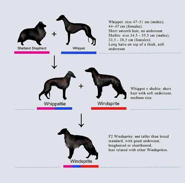 Animal Crossbreeding, Definition, Purpose & Examples - Video & Lesson  Transcript