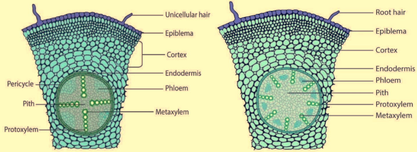 Monocot Root Anatomy