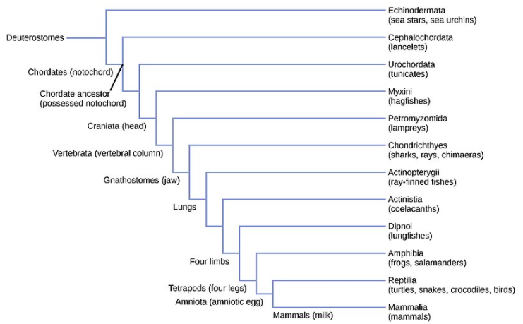 Make a flow chart of invertebrates in the kingdom Animalia, based upon  their characteristic features.