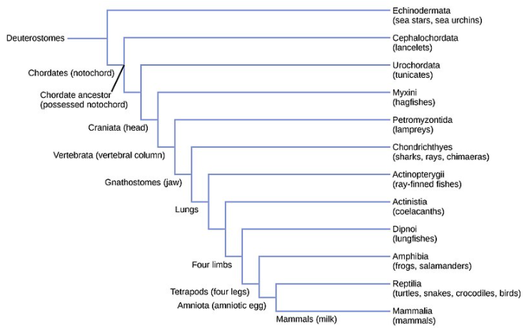 invertebrates and vertebrates chart