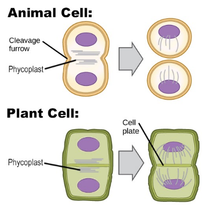 How is the process of cytokinesis different from plant cells to animal cells ?