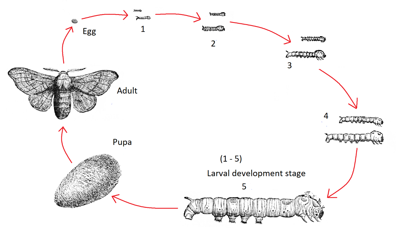 draw the life cycle of a silk moth ​ - Brainly.in