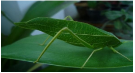 A leaf insect looks like leaves and polar bears living in snowy regions  have white fur on its skin. Although these animals are very different from  each other, what is the one