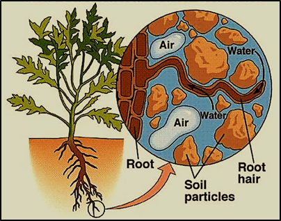 The form of water absorbed by the plant's root system, from the soil isA.  Hygroscopic waterB. Gravitational waterC. Capillary waterD. All the above