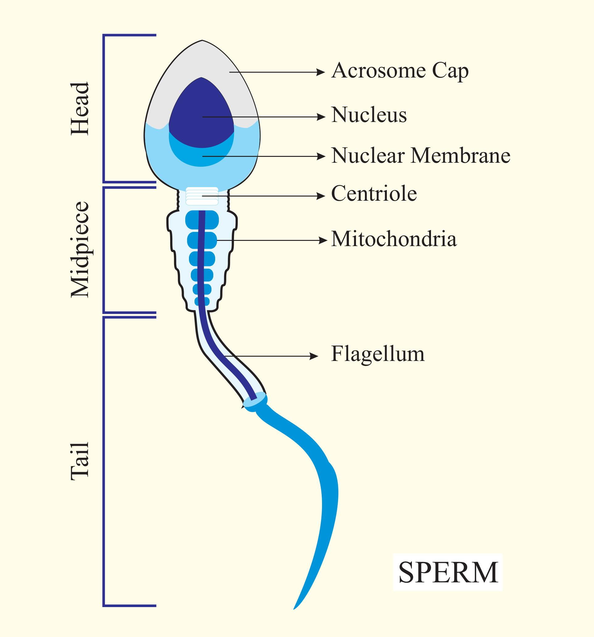 A Middle Piece Of A Sperm Contains a Mitochondria b Chloroplast c Axial 