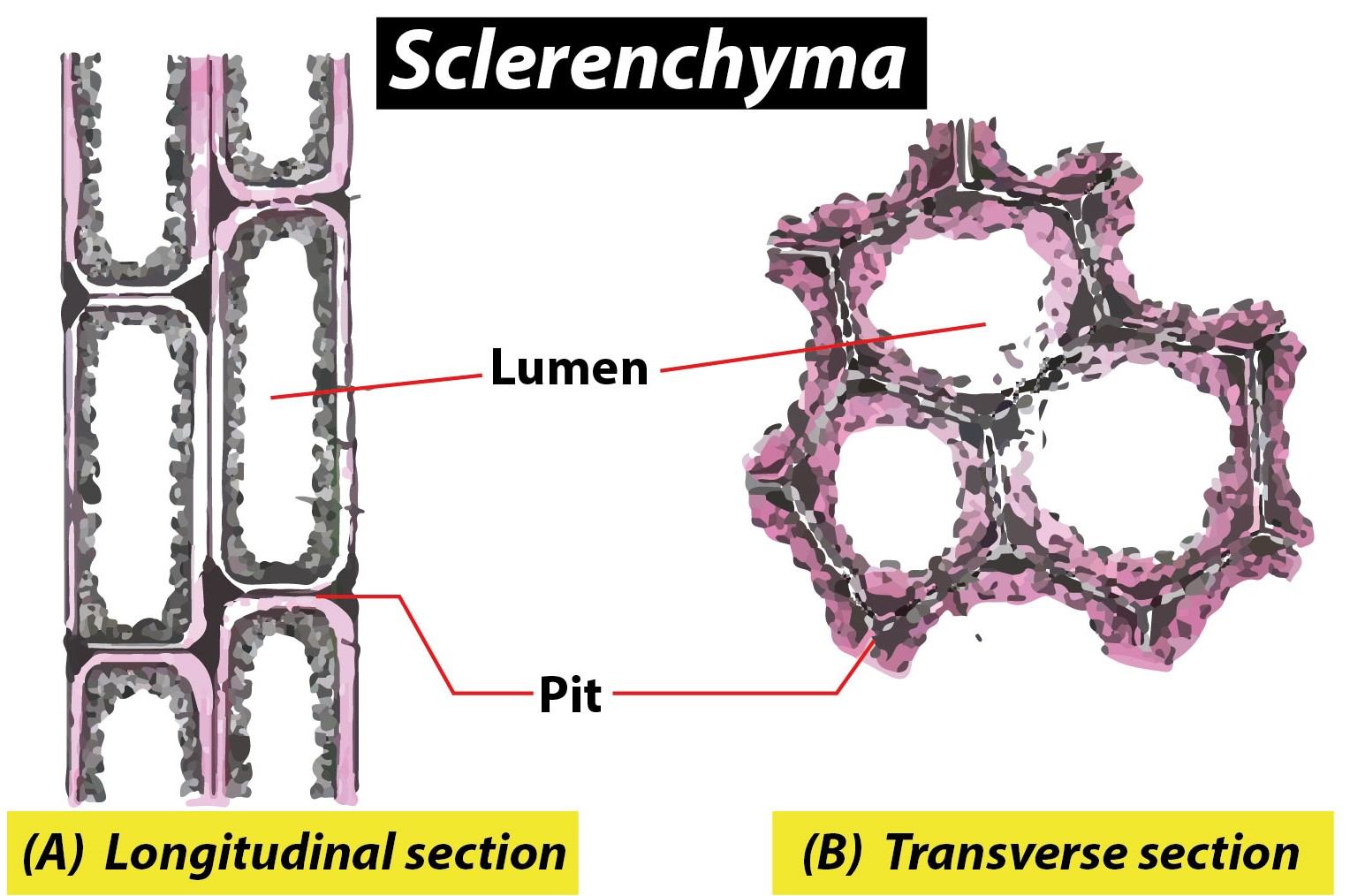 Structure Of Sclerenchyma Tissue