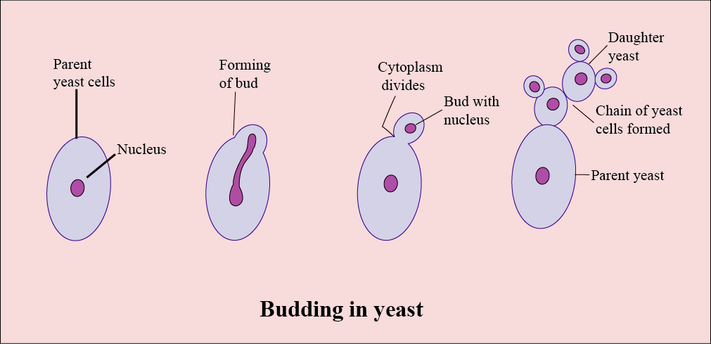 In The Figure Of Budding In Yeast Structures A B C And D Should Be