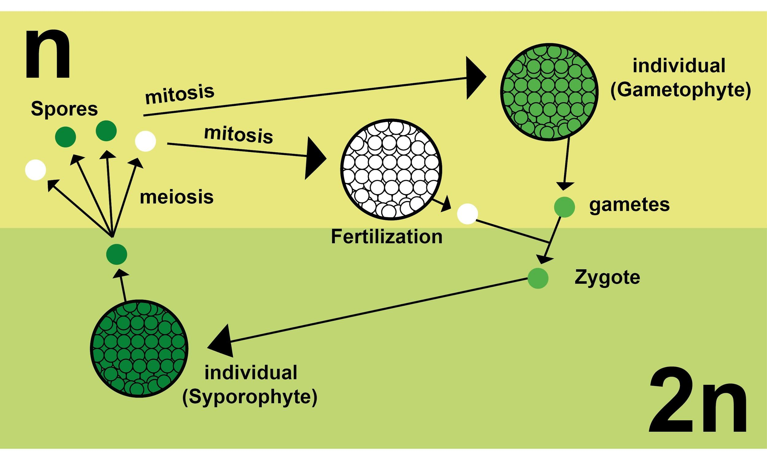 blyant Midlertidig Teoretisk Differentiate between gametophyte and sporophyte.