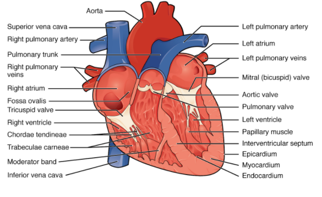 SEER Training Structure of the Heart