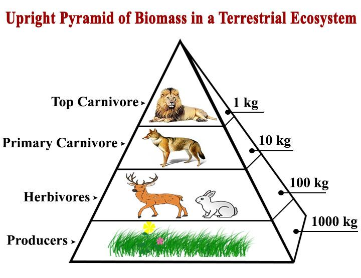 Pyramid Of Biomass Vs Pyramid Of Numbers