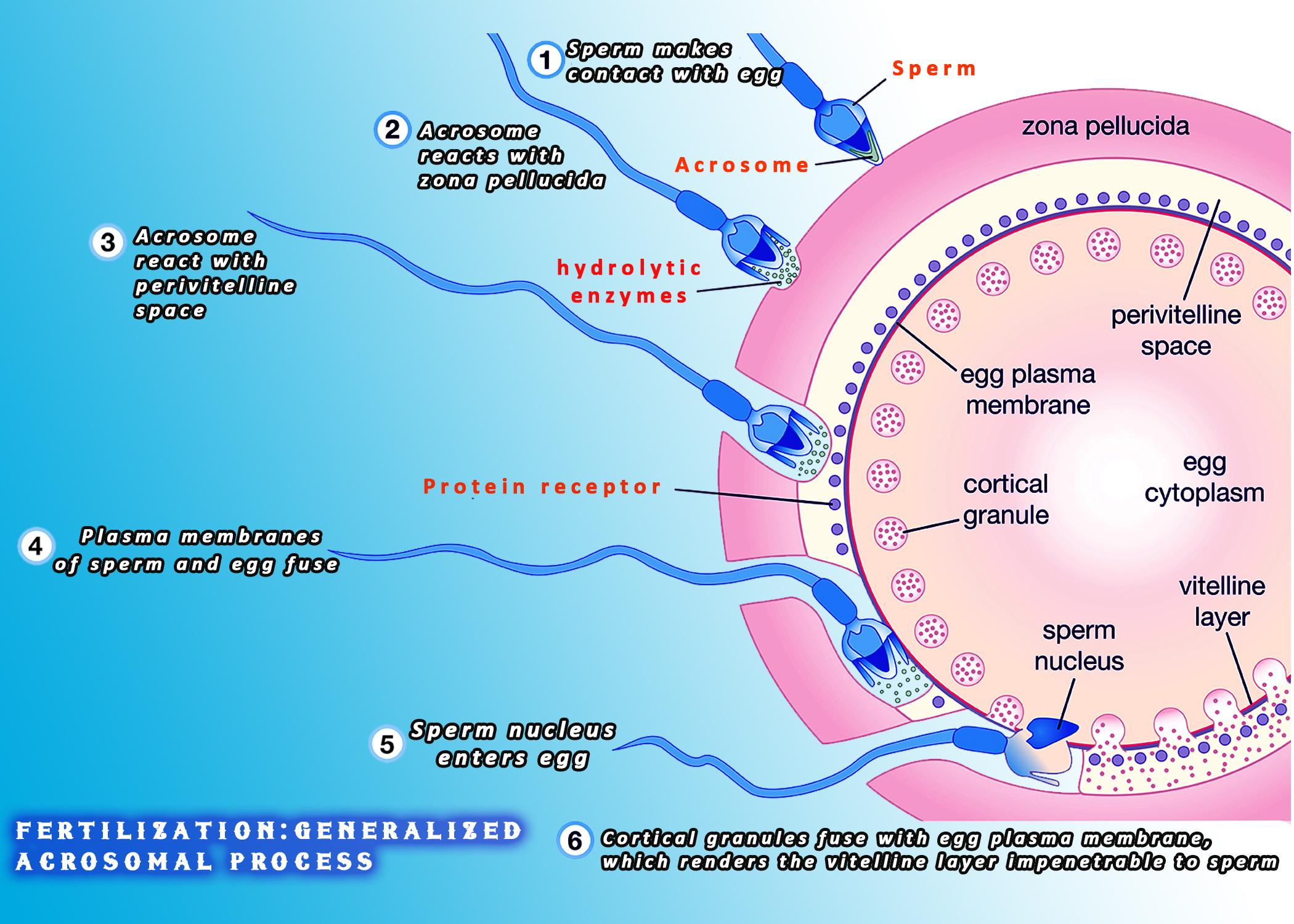 describe the events of fertilization