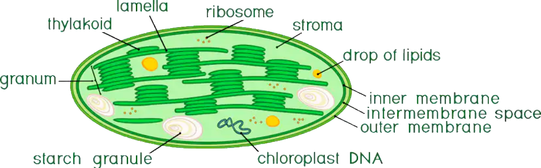 share-84-sketch-and-label-chloroplast-super-hot-in-eteachers