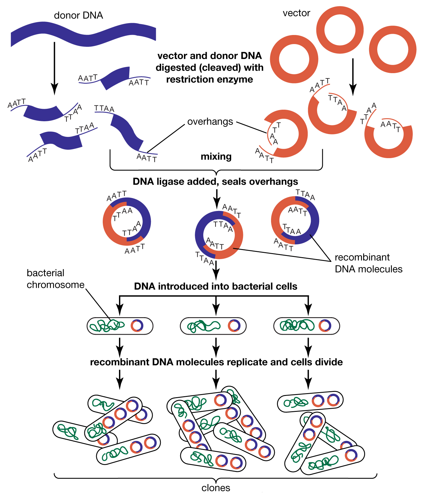 assignment on dna