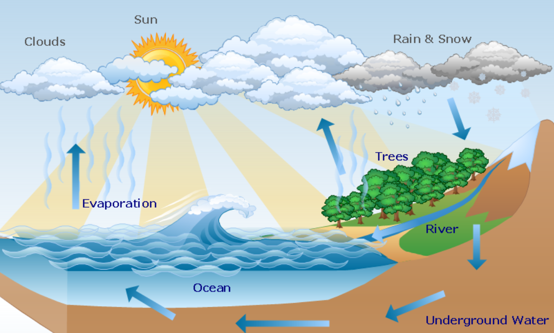 Draw a neat and labeled diagram of water cycle in class 11 biology CBSE