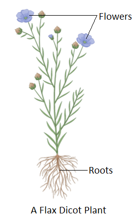 angiosperm monocot examples