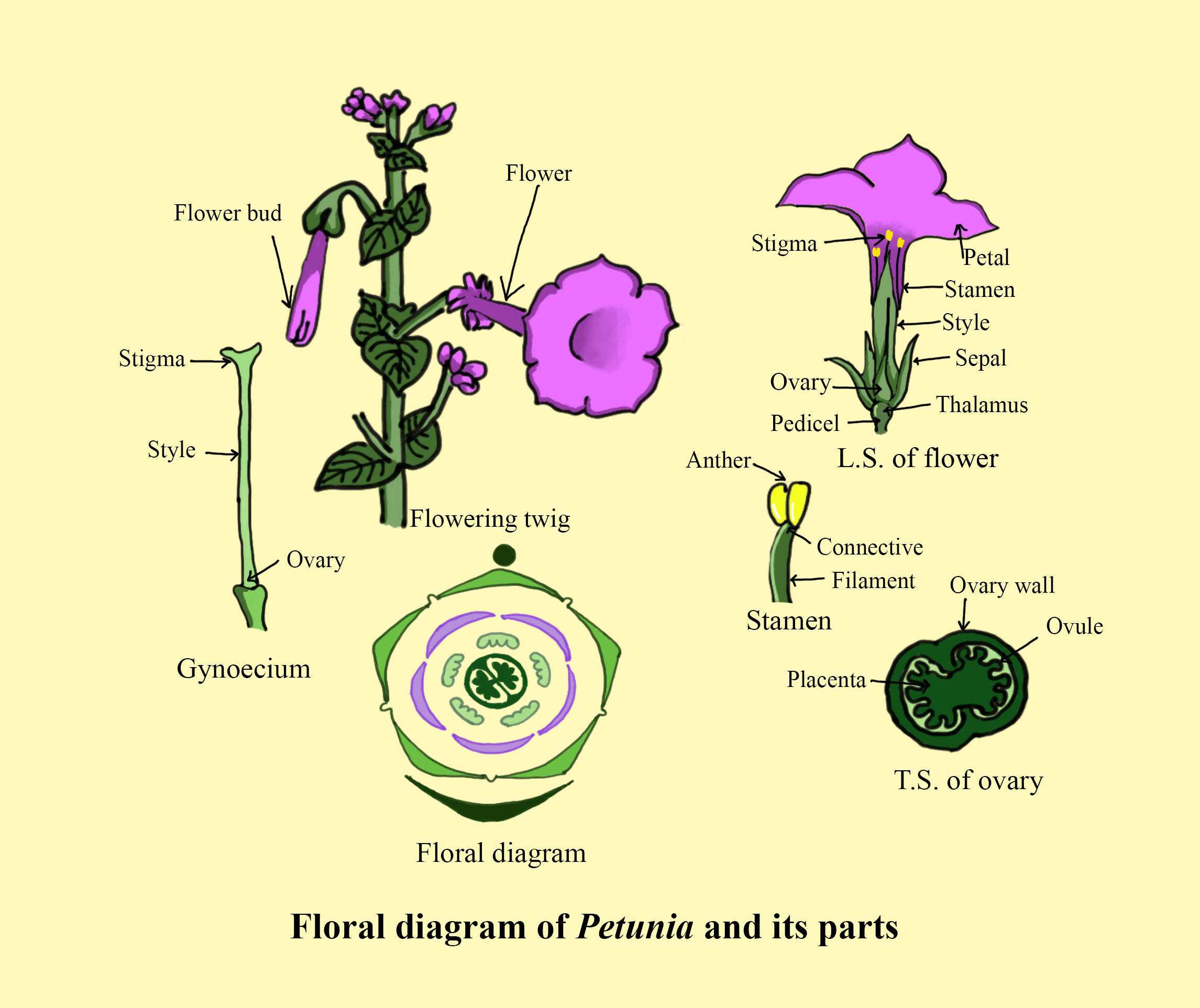 10 формула цветка. Формула цветка петуньи. Диаграмма цветка петунии. Формула цветка петунии. Диаграмма цветка пасленовых.