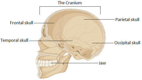 Explain the function of the cranium.