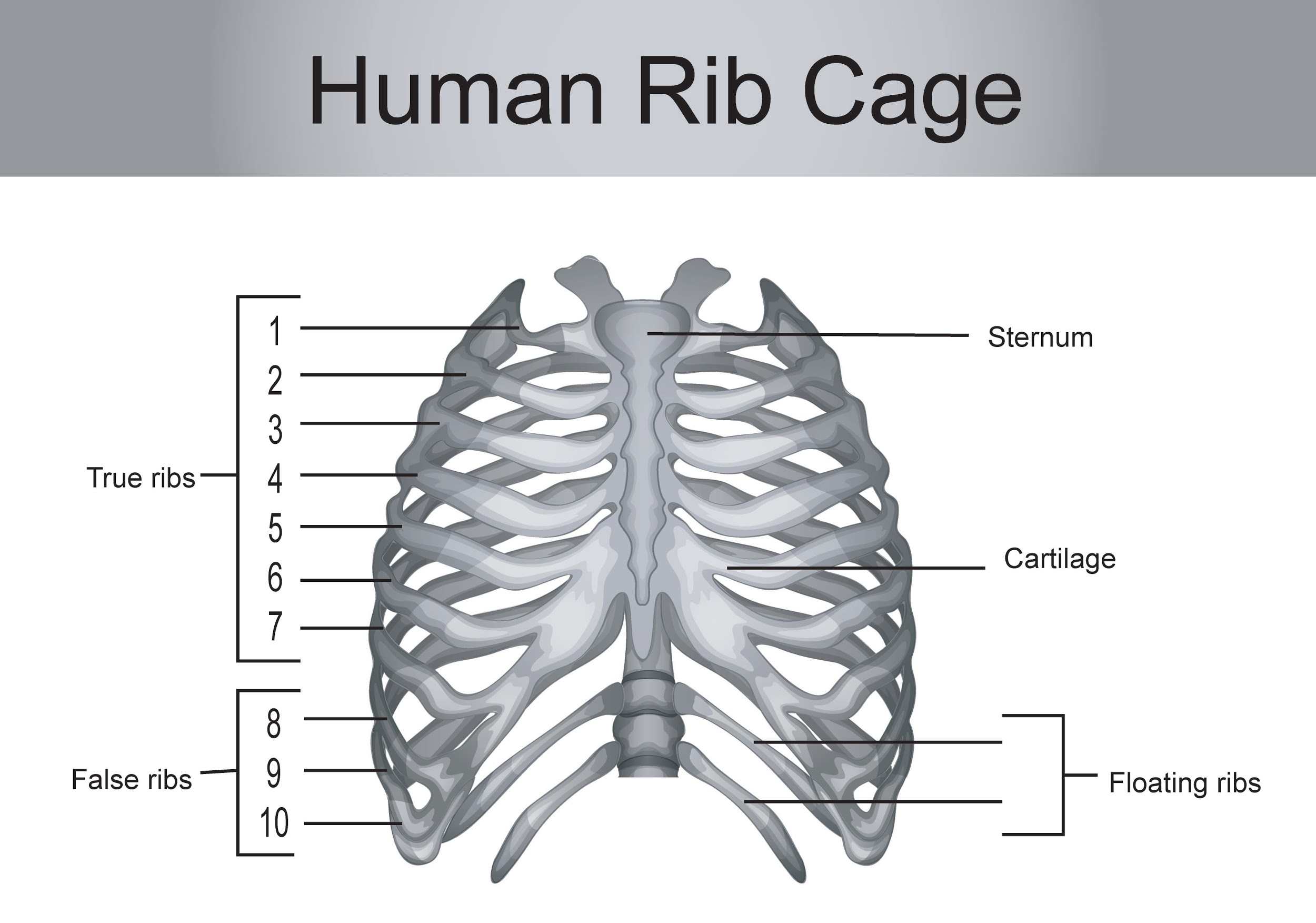 Ribs in human body