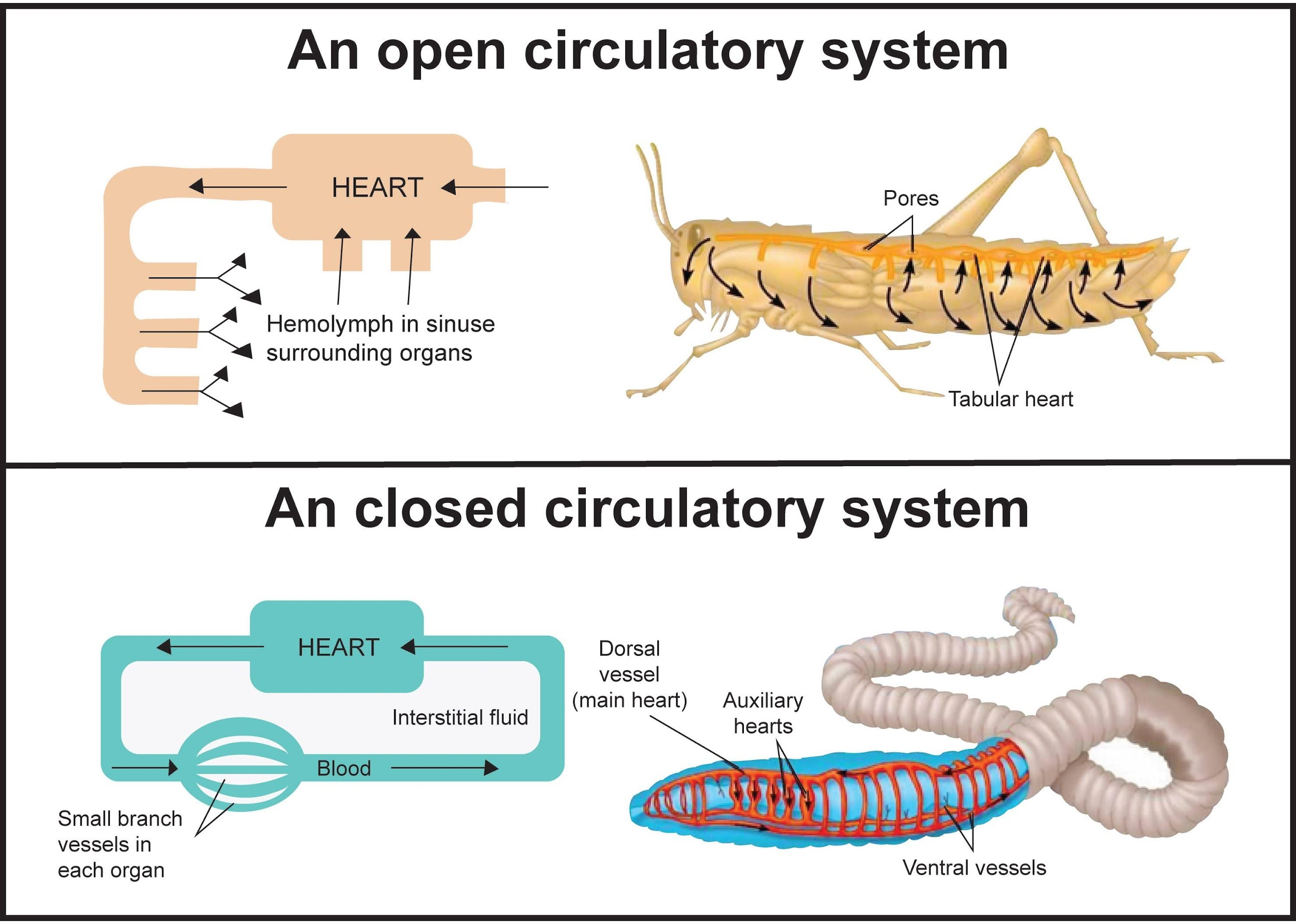 compare open and closed circulatory systems