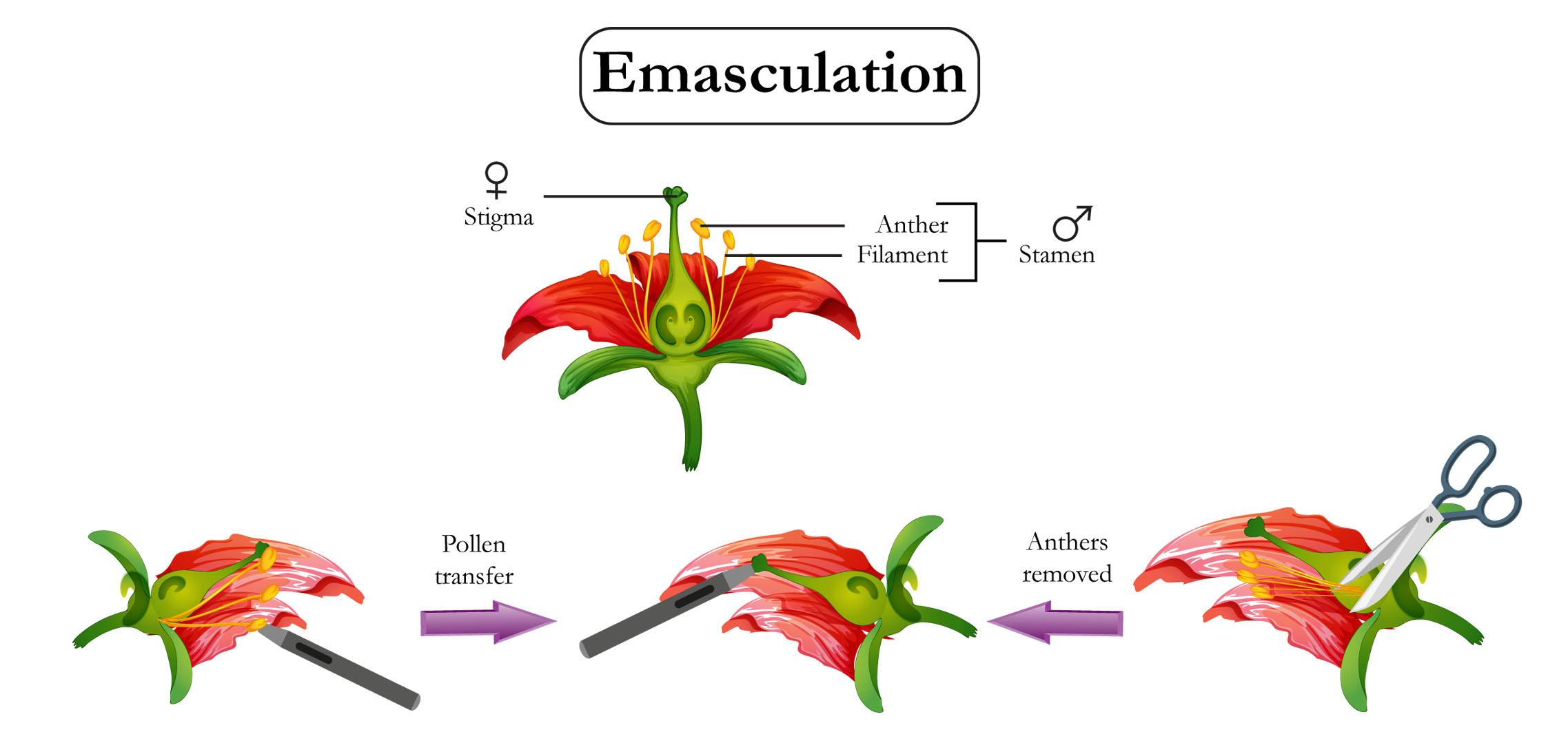 With the help of diagrams, describe emasculation and bagging.