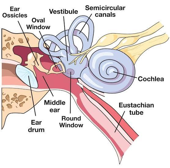 Fenestra ovalis is the opening ofA. CraniumB. TympanumC. Tympanic ...