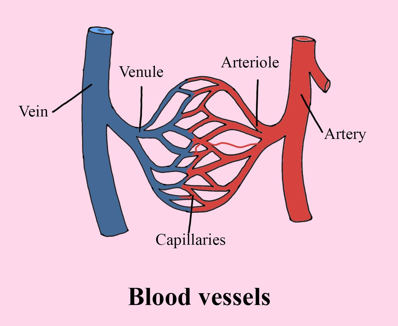 Blood Vessel Diagram Label