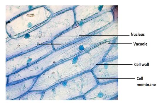 onion epidermal cells under microscope