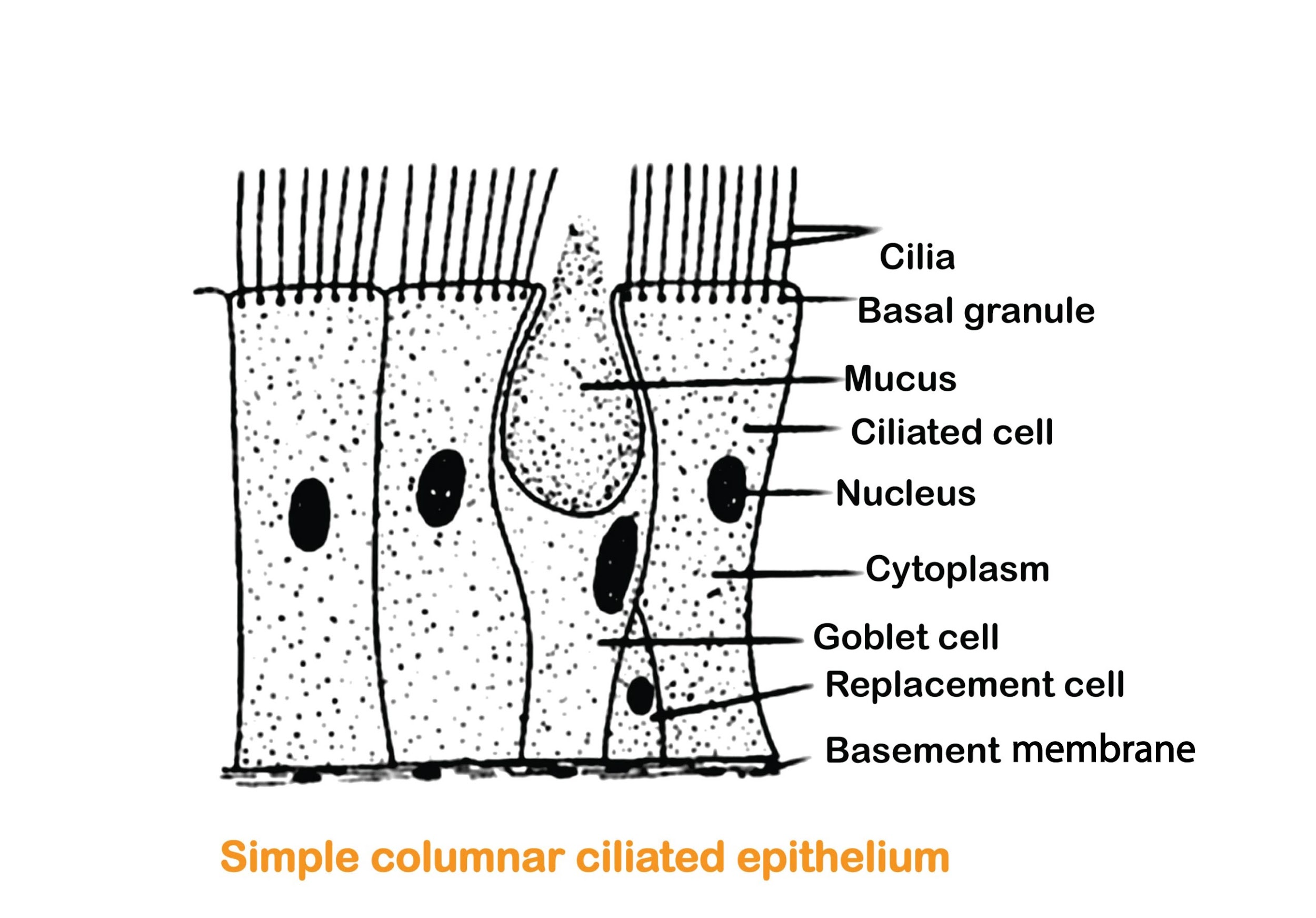 Ciliated Epithelium Labeled Ciliated Epithelium Labeled