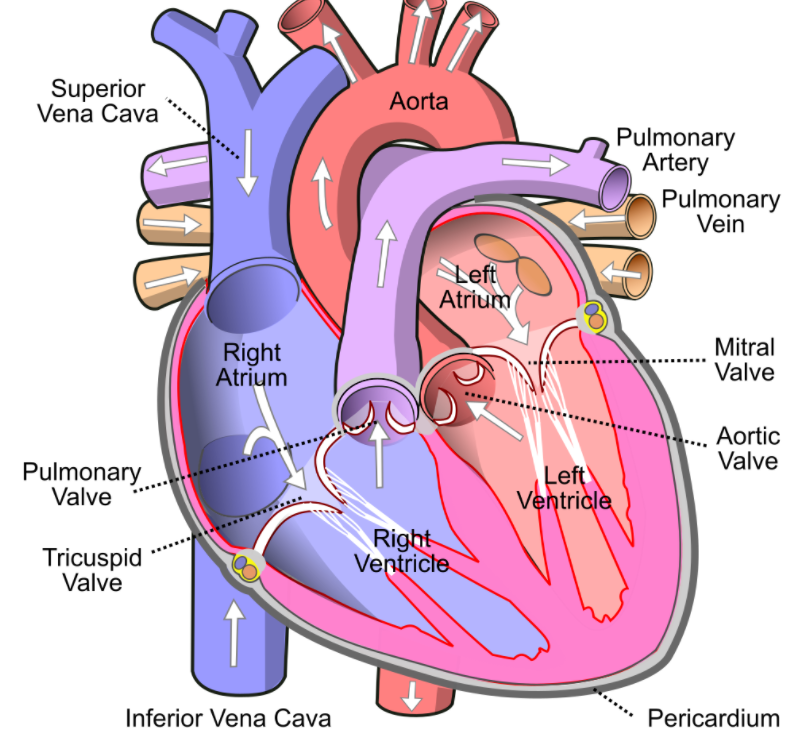 Write a note on the pericardium class 10 biology CBSE