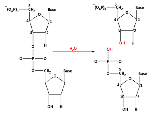 Phosphodiester Bond 5 3