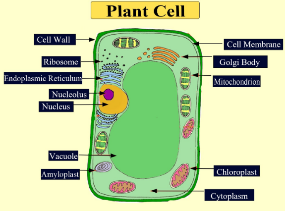 Terminal trængsler Krympe Do plants have mitochondria?