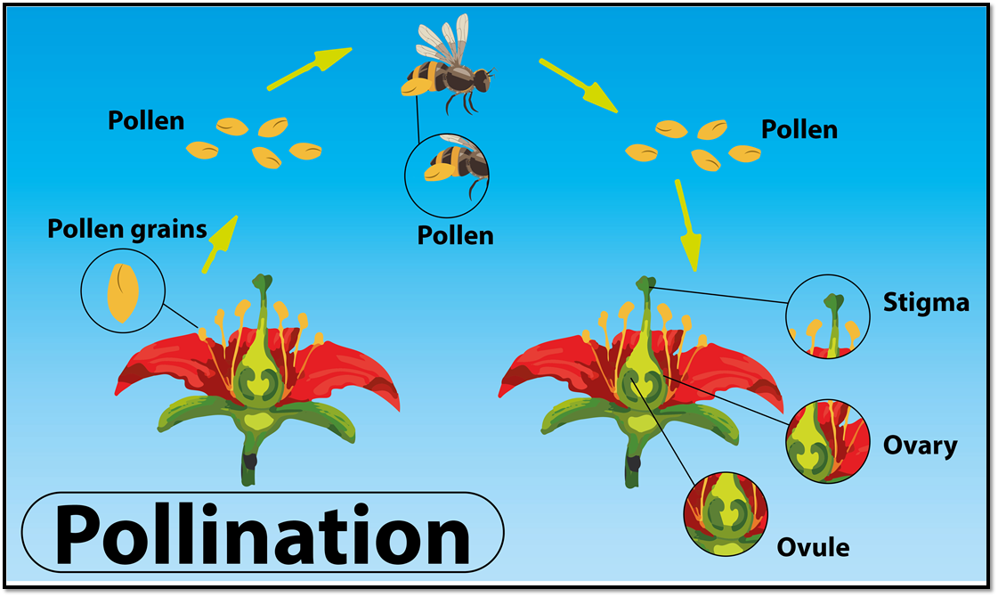 pollination assignment class 12