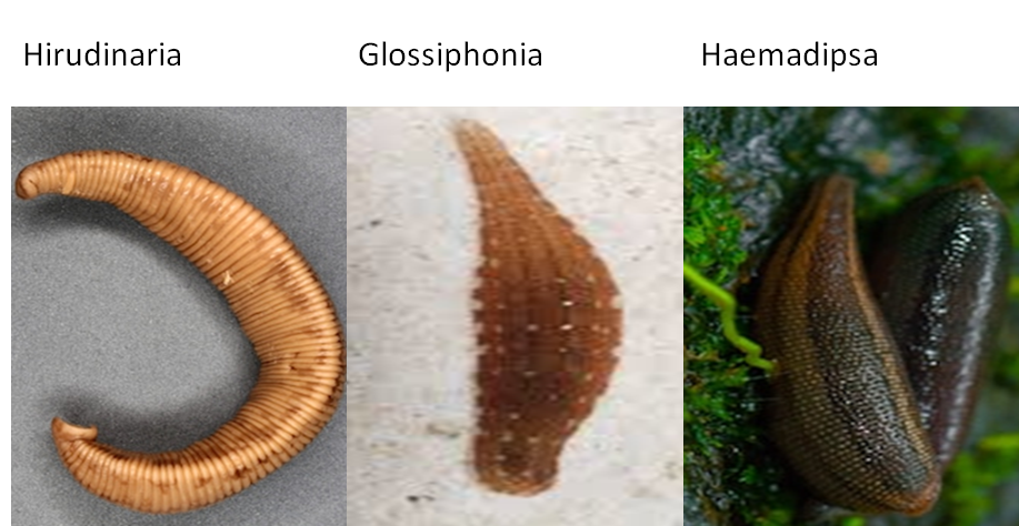 Which of the following is an example of leech?(a) Hirudinaria(b)  Glossiphonia(c) Haemadipsa(d) All of the above