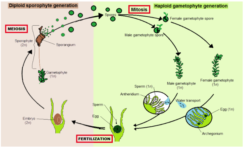 7+ Alternation Of Generations Diagram - DonnieKloeh