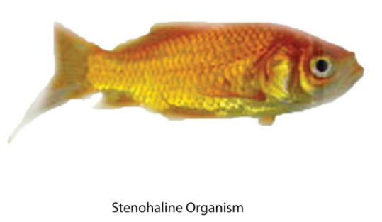 What are Stenohaline organisms?