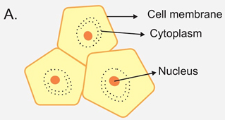what is the shape of a cheek cell