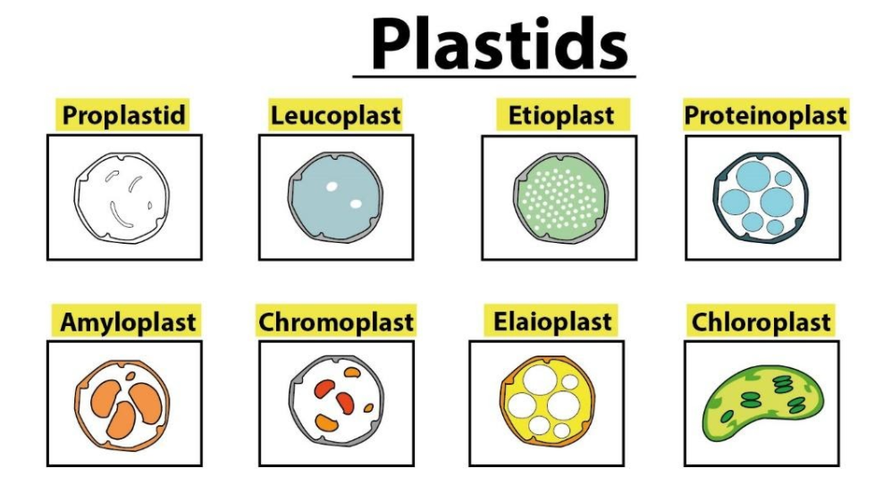 Which of the following combinations are present in plant cells but not in animal  cells? (a) Cell wall and plastid(b) Cell wall and cell membrane (c) Plastids  and the nucleus (d) Cell