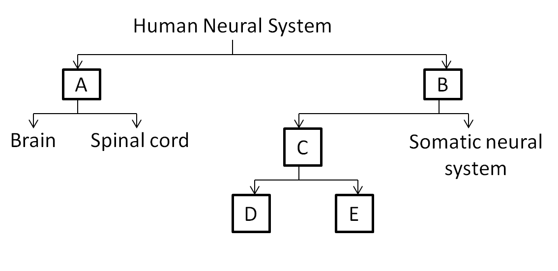 The flow chart given here shows the functional organization of the human  neural system. Identify A to E and select the correct options.\n \n \n \n  \n (a) A - PNS, B -