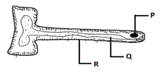 ROOT HAIR CELL  Transport in plants  YouTube