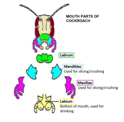 What type of mouthparts do you observe in cockroaches?