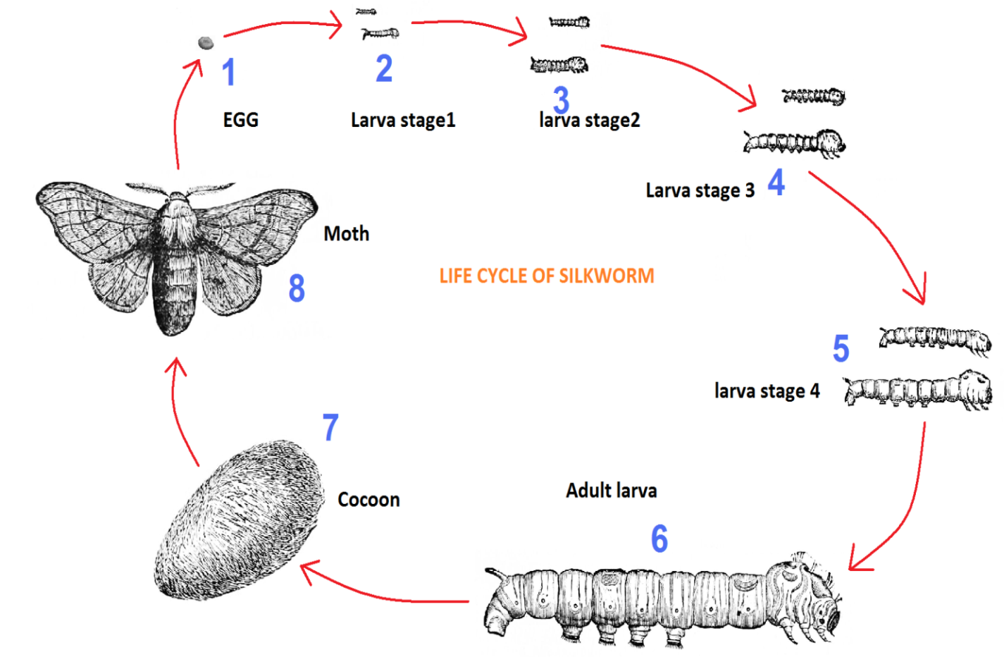Life Cycle of Silkworm: Life History, Stages, Diagram, Factors
