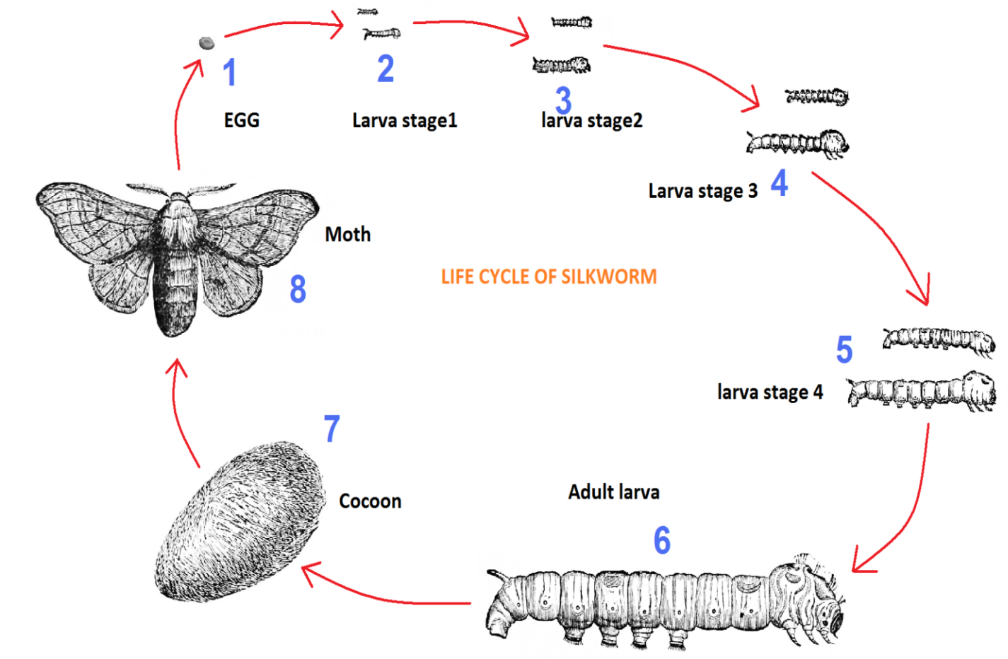 Process Ielts Silk Worm The Diagram Describes The Lif - vrogue.co