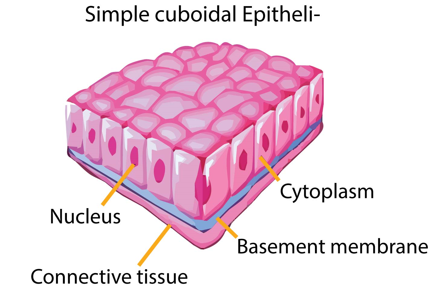 Describe various types of epithelial tissues with the help of labeled  diagrams.