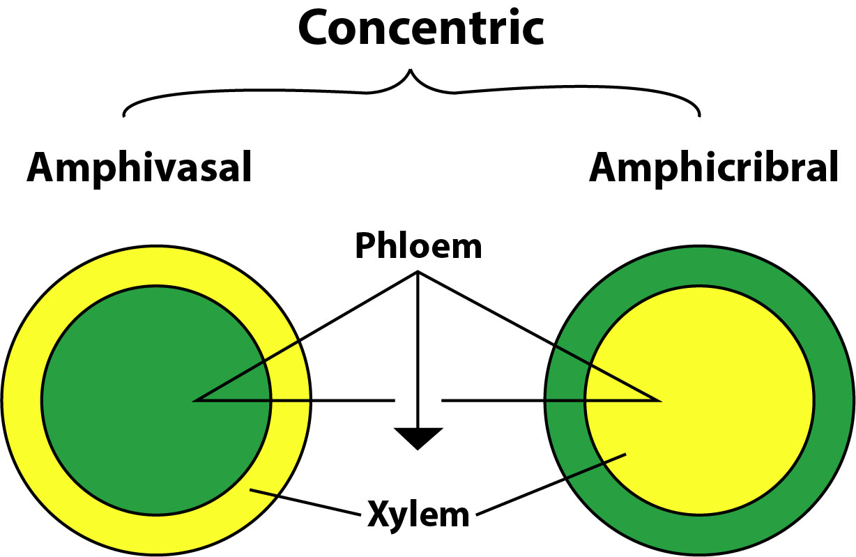 Xylem and Phloem - Plant Vascular System