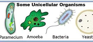  Name  two unicellular  organisms  class 10 biology CBSE