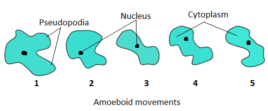The movement of an amoeba is depicted in the diagram class 11 biology CBSE