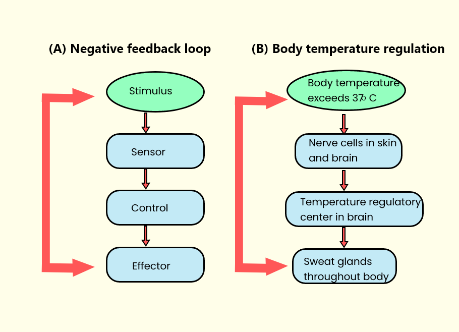 feedback loop examples