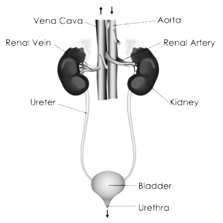 Urinogenital System of Pigeon (With Diagram) | Chordata | Zoology