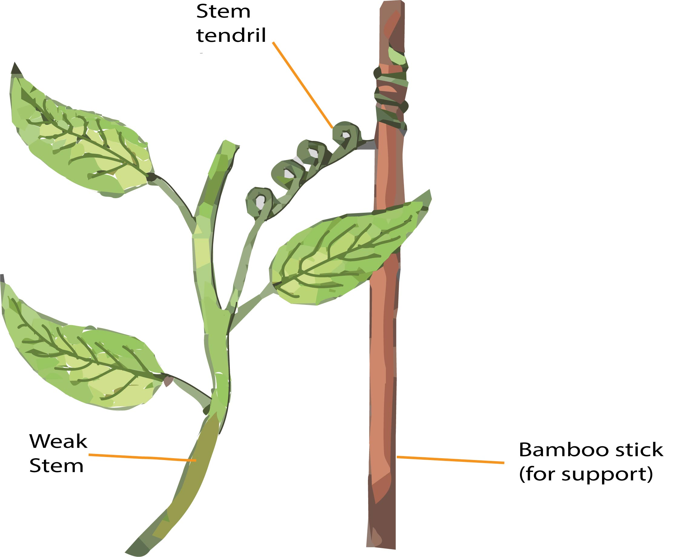 Plant stem. Tendril. Stem. Sythian Stem on the. Tendrils meaning.