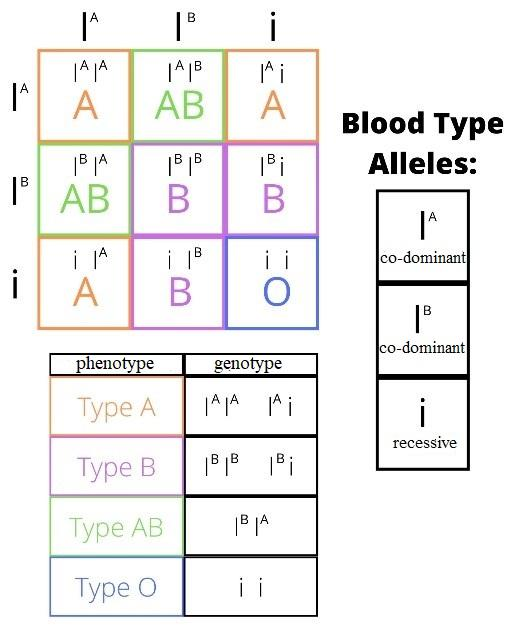 what-are-multiple-alleles-describe-multiple-alleles-with-the-help-of-abo-blood-groups-in-man